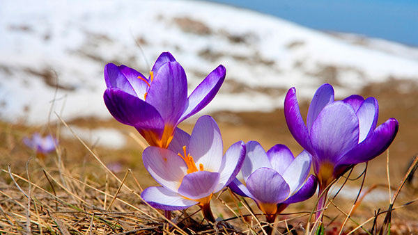 стихи русских поэтов о весне