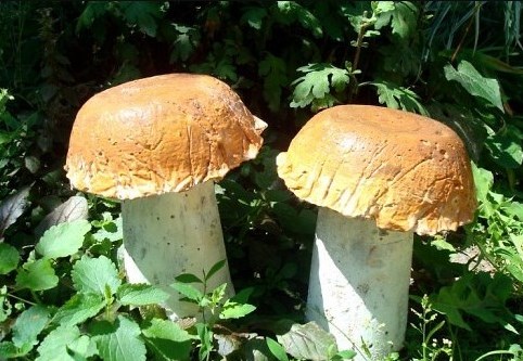 Фото 3. Бетонные грибы - 