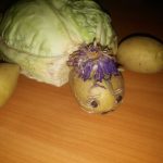 Черепаха из капусты