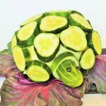 Черепаха из овощей