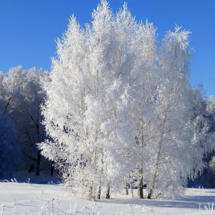 Белая Береза Фото