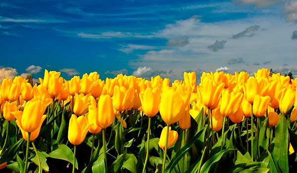 желтые тюльпаны стихи