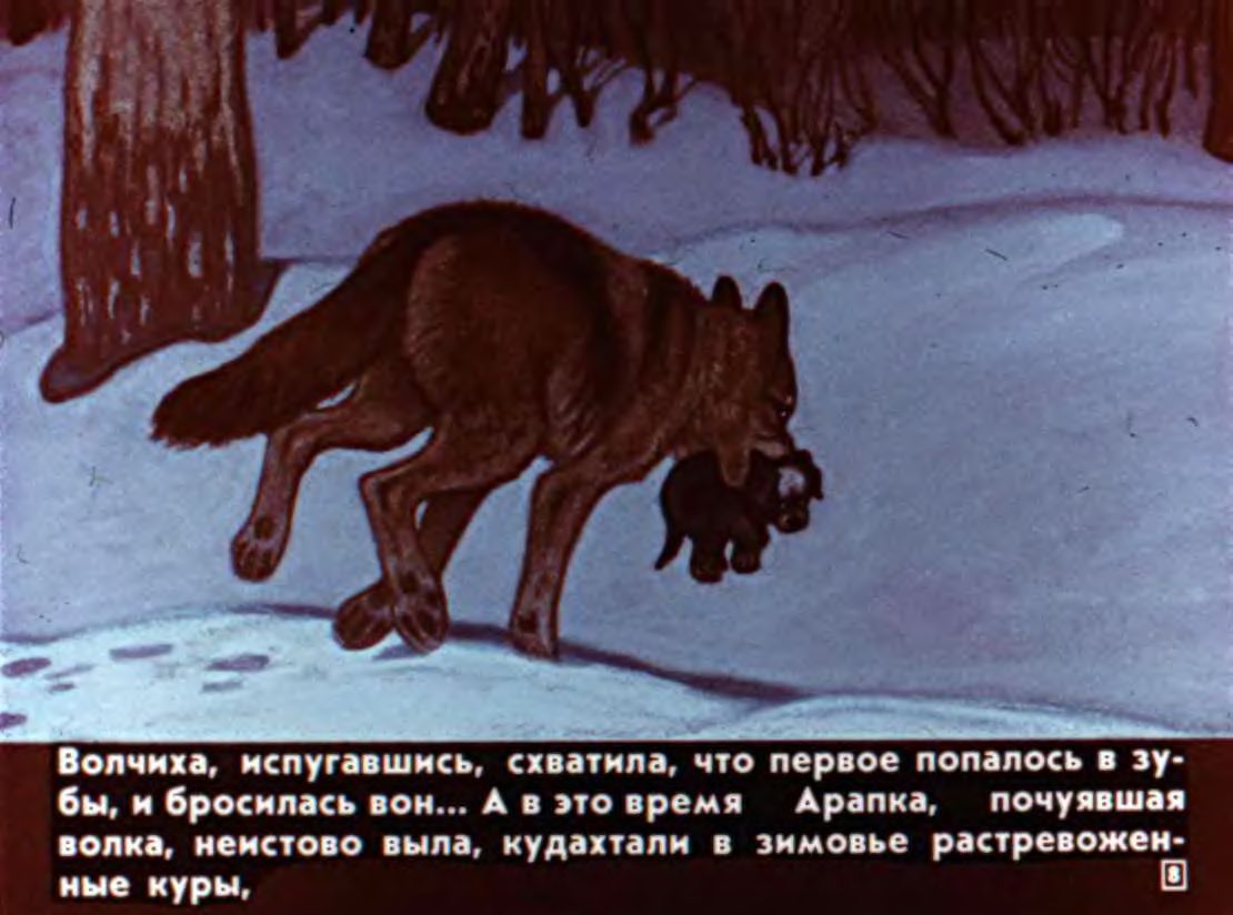 По сугробу волчиха взобралась. Белолобый Чехов. Белолобый Чехов Волчиха. Белолобый Чехов иллюстрации к рассказу.