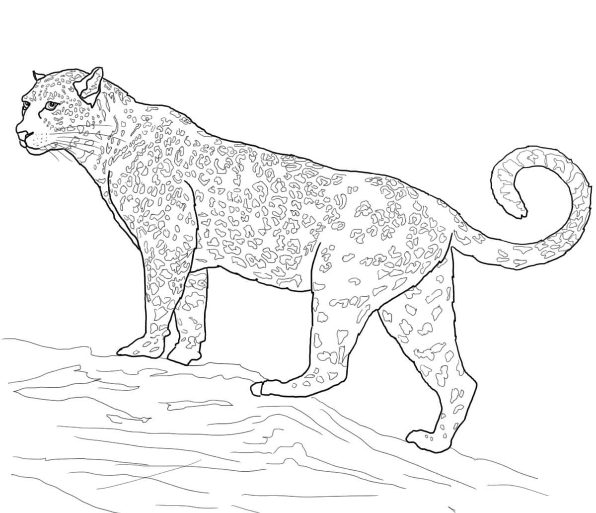 ausmalbilder tiere jaguar  babyleopard bleistift